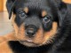 chiot rottweiler à donner 