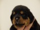 chiot rottweiler à donner 