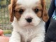 chiot cavalier king charle à donner 