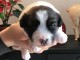 chiot jack Russel disponible intéressé contacter moi 