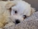 chiot bichon maltais à donner 