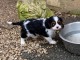 Je donne chiot cavalier king charle disponible 