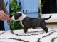 chiot bull terrier mâle disponible 