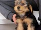 chiot Yorkshire terrier mâle 