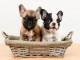 Adoption chiot bouledogue français 