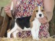 chiot beagle à donner 