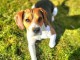 Chiot beagle à donner 