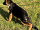 chiot berger allemand lof mâle à donner 