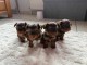 Adoption chiot Yorkshire disponible 