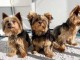 chiot Yorkshire terrier disponible pour adoption 