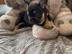 chiot bouledogue français à donner 
