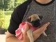 chiot bouledogue français femelle a donner 