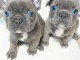 chiot bouledogue français à donner 