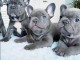 chiot bouledogue français aux yeux bleus 