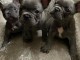 chiot bouledogue français à donner 