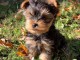 chiot Yorkshire adorable 
