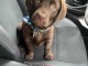 Je donne chiot labrador retriever 