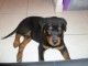 Chiot rottweiler à donner 