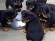 Adoption chiot rottweiler disponible 