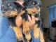 chiot rottweiler à donner 