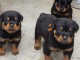 chiot rottweiler à donner 