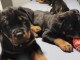 chiot rottweiler à donner 