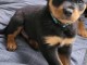 Chiot rottweiler lof mâle à donner 