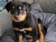 chiot rottweiler à donner 