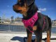 Chiot rottweiler à donner 