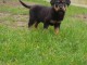 chiot rottweiler à donner 