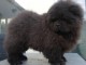 chiot chow-chow à donner 
