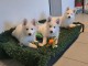 chiot berger blanc suisse lof disponible 