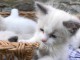Adoption chatons disponible 