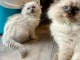 Magnifique chatons ragdoll disponible 