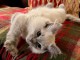 Je donne chaton disponible 