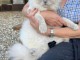 Adoption chatons ragdoll disponible 