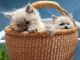 A donner disponible chatons ragdoll 