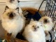 Très beau chaton ragdoll femelle et mâle 