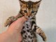 Adorable chaton Bengal 