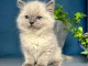 chaton ragdoll femelle à donner 
