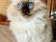 chaton ragdoll mâle disponible 