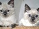 chaton ragdoll femelle à donner 