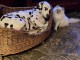 Dons chatons ragdoll magnifique 