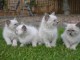 chaton ragdoll femelle à donner 
