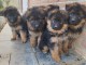 chiot berger allemand adorable 