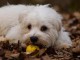 chiot bichon maltais à adopter 