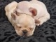 chiot bouledogue français à donner 