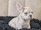 Adorable chiot bouledogue français mâle 