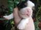 chiot cavalier king charle à adopter 