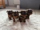 chiot Yorkshire terrier à donner 